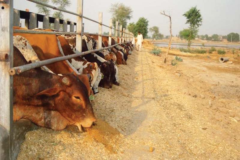1194833 livestockfarmcopy 1475781404