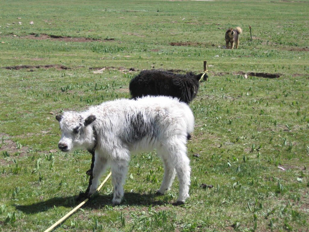 china successfully clones yak in a major breakthrough for high altitude farming credit ventdroit cc by nc sa 20