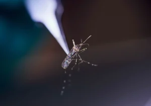 01 mosquito closeup