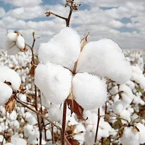 post images cotton